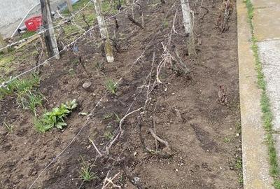 Casă cu 4 camere cu Teren 240 Mp în Albești-Paleologu - 8