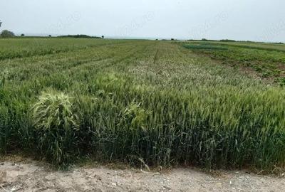 Teren de 2500 mp, în Berceni