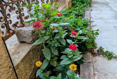 Apartament la parter de vila eleganta P+1 cu doar 2 apt,Parcul Carol,1/2 curte - 11