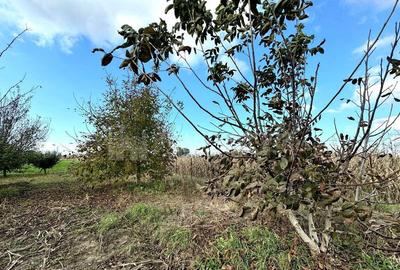 Livada+gradina, teren intravilan 2902mp, Damienesti-Bacau... - 8