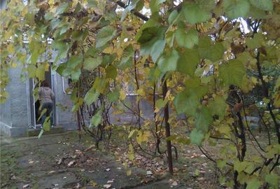 Casă cu 3 camere în Filipeștii de Pădure - 2