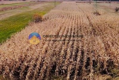 Teren intravilan de vanzare 5533 mp - Alexandru cel Bun - 5