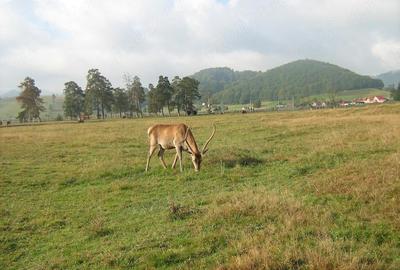 Teren de 13816 mp, în Vama Buzăului - 6