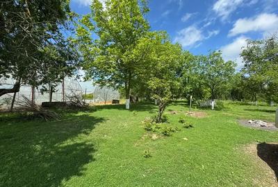 Casă cu 3 camere cu Teren 4000 Mp în Letca Nouă - 9