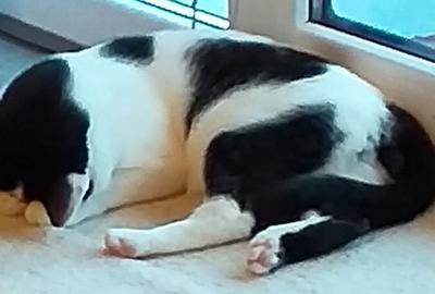 Casă cu 2 camere în Central - 1