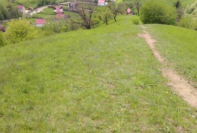 Teren de 25000 mp, în Moieciu - 2