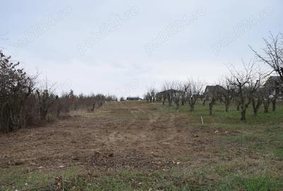 Teren de 2600 mp, în Paleu - 1