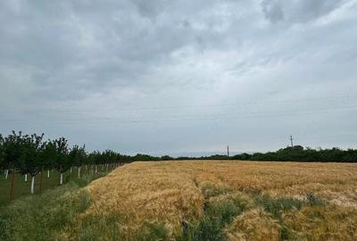 Teren de 4650 mp, în Petroman - 2