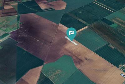 Teren 36.000 mp în Peciu Nou - 3