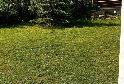 Casă cu Teren 1000 Mp în Central