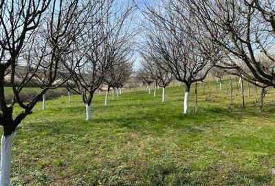Spațiu comercial, în Păulești - 5