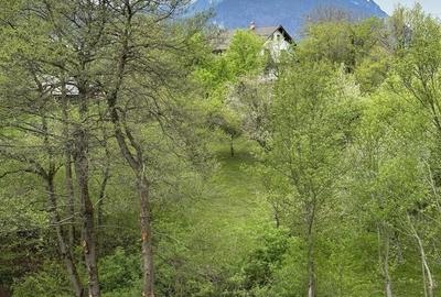 Teren  Bran/Predelut - 2