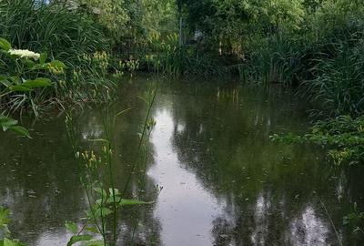 Casă cu 3 camere cu Teren 500 Mp în Dorohoi - 2