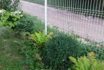 Teren 3950 mp in Capataneni Arges - 5