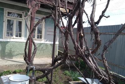 Casă în Ciritei - 4