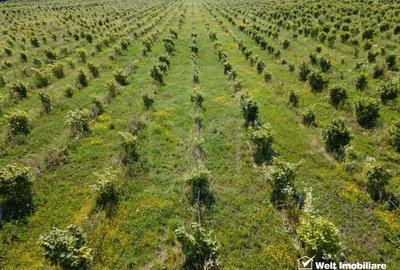 Teren intravilan de 78200 mp, în Frata - 3