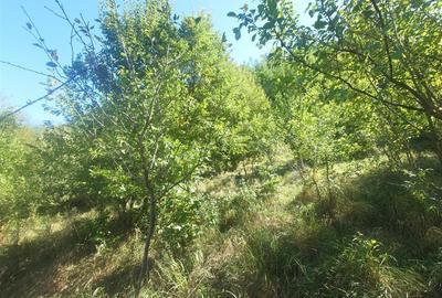 Teren intravilan de 56031 mp, în Crișcior - 4