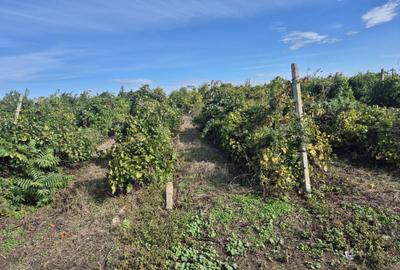 Teren de 35000 mp, în Popești - 1