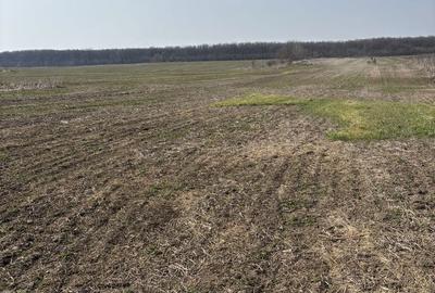 Teren de 2500 mp, în Grădiștea - 2