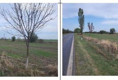 Teren de 3800 mp, în Comana - 1