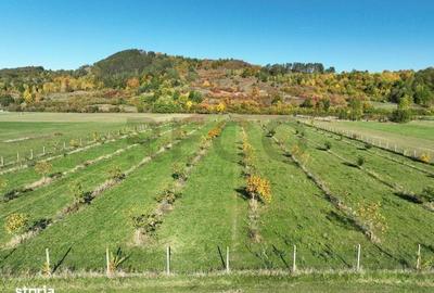 Spațiu comercial, în Aușeu - 6