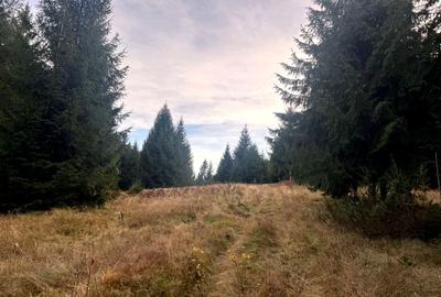 Vanzare 5,3 ha pasune deasupra Voronetului Suceava - Proiect Turistic - 11