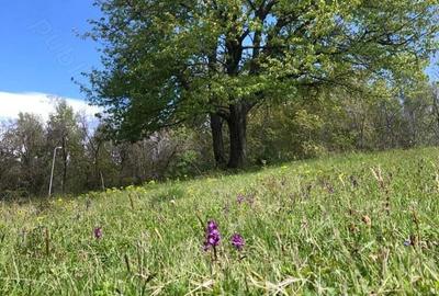 Teren Zona Turistica Transalpina - Pestera Muierilor 9.746 mp - 7
