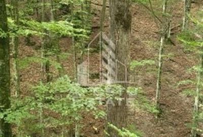 INVESTITIE CU PROFIT RAPID Padure 120+ Ani Fag & Gorun - 6