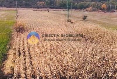 Teren intravilan de vanzare 5533 mp - Alexandru cel Bun Teren intravilan de vanzare 5533 mp - Alexandru cel Bun - 3