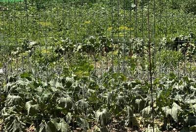 Casă cu 2 camere în Pericei - 1