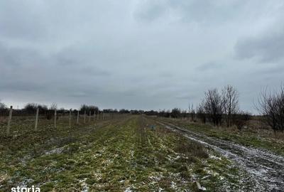 Teren de 10000 mp, în Coșoveni - 4