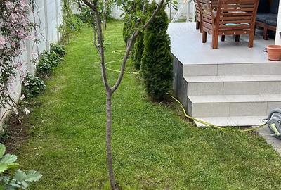 Casă cu Teren 300 Mp în Dragomirești-Deal - 4