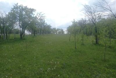 Teren de 1700 mp, în Ogretin - 7