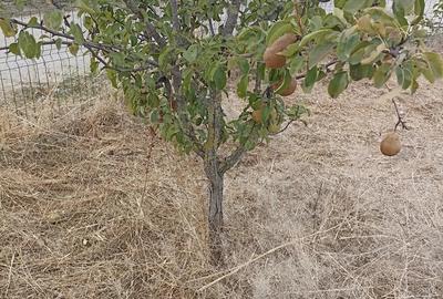 Casa 3 camere de vanzare comuna Bulbucata - 4