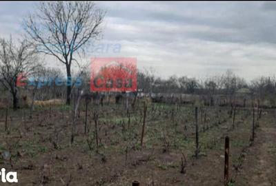 Teren de 3000 mp, în Prisăcani - 2