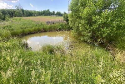 Teren agricol extravilan de 6500 mp, în Cușma - 5