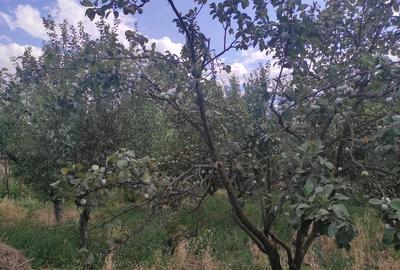 Casă cu 4 camere cu Teren 800 Mp în Licuriciu - 8