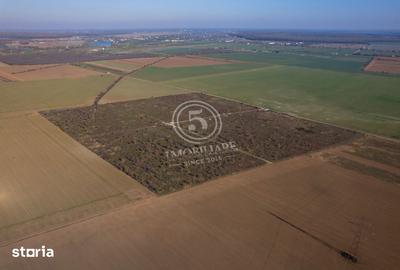 Teren de 1118 mp, în Snagov - 7