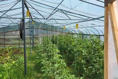 Casa P+M 6 camere Sat Prunaru Jud Teleorman  la 50 km de Bucuresti - 13