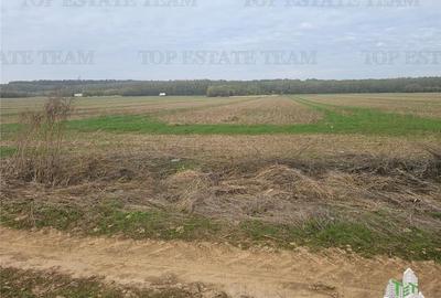 Teren 7500mp in liziera padurii in Dragomiresti-Deal - 3