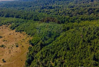 Teren de 6000 mp, în Crizbav - 2