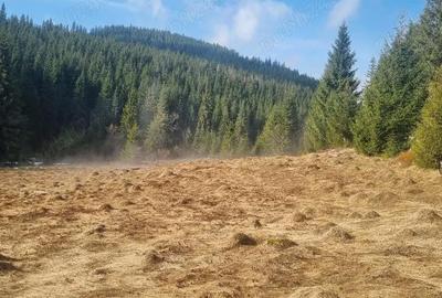Teren de 40000 mp, în Poiana Horea - 1
