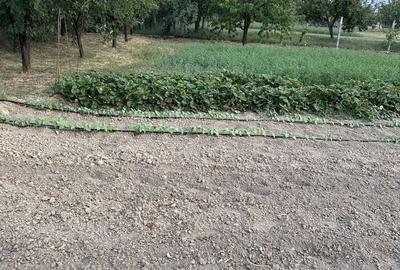 Spațiu comercial, în Cihei - 3