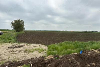 Teren de 53000 mp, în Dascălu - 3