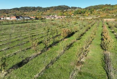 Teren intravilan de 14527 mp, în Aușeu - 2