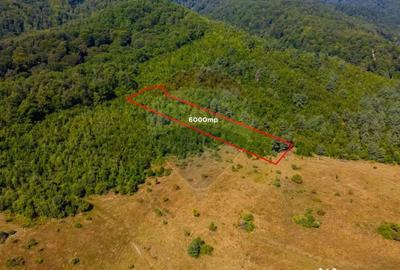 Teren de 6000 mp, în Crizbav - 7