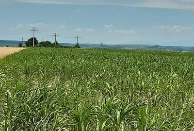 Teren de 10000 mp, în Oarja - 4