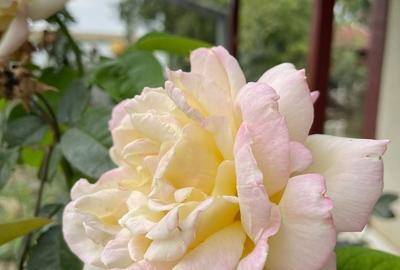 Casă cu 2 camere cu Teren 1134 Mp în Central - 12