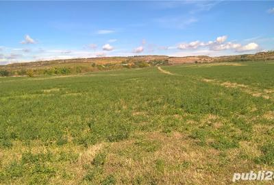 Teren de 39500 mp, în Valea Călugărească - 5