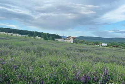 Teren de 16500 mp, în Bârsău - 3